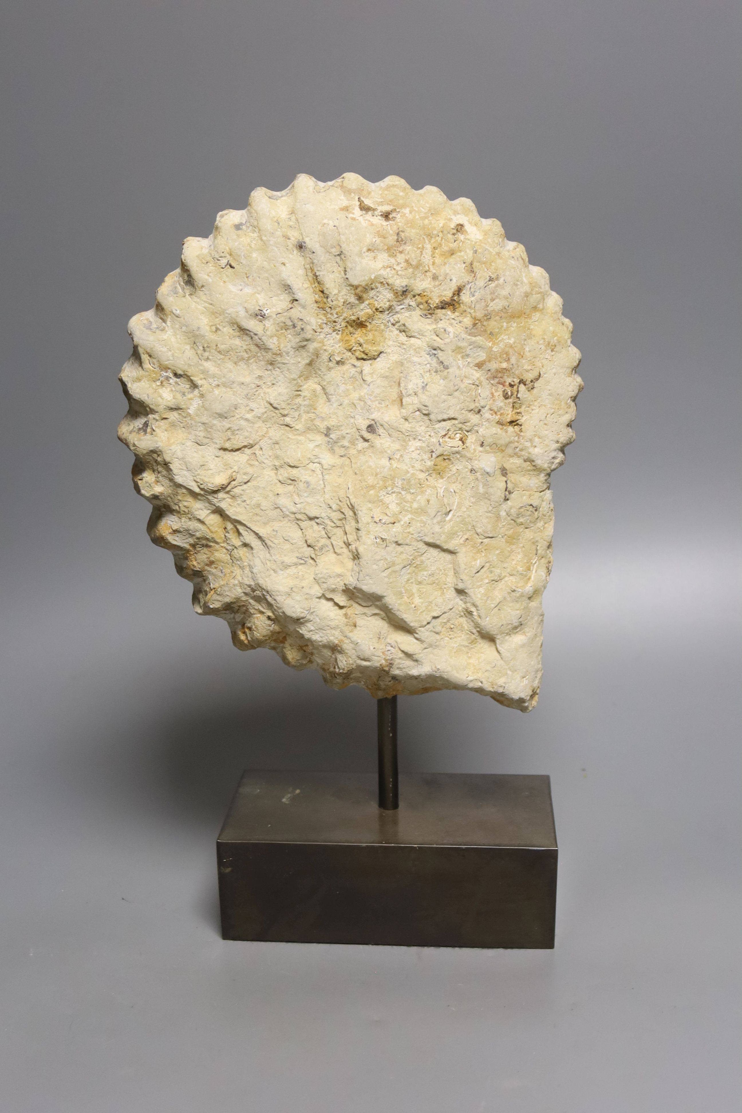 A simulated fossil ammonite, on stand, height 34cm